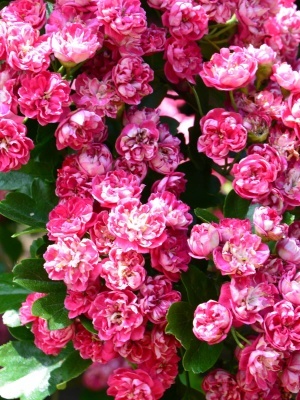 Боярышник обыкновенный 'Paul's Scarlet'