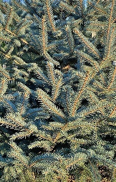 Ель колючая