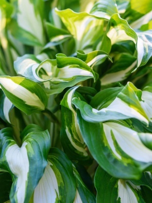 Хоста 'Mediovariegata'