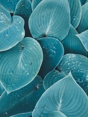 Хоста 'Blue Angel'