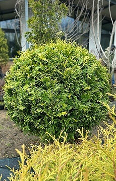 Туя западная 'Brabant' №18 Шар