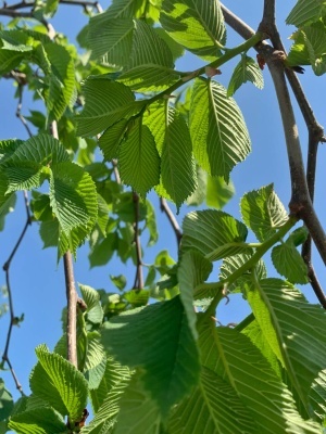 Вяз шершавый 'Pendula'
