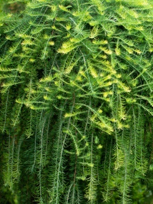 Лиственница европейская 'Pendula'