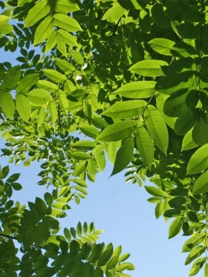 Орех маньчжурский