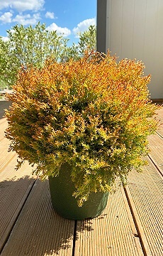 Туя западная 'Fire Chief'