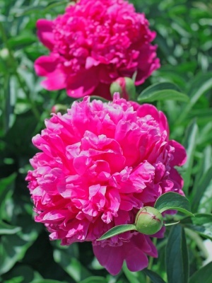 Пион травянистый 'Felix Crousse'