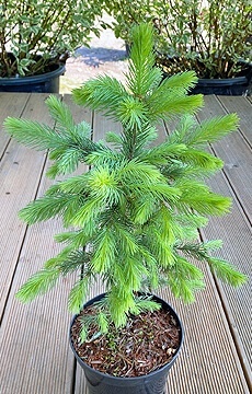 Ель колючая 'Kaibab' ('Glauca Arizona')