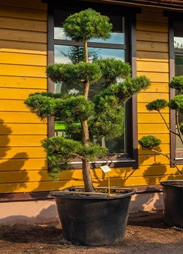 Сосна обыкновенная №36 Ниваки