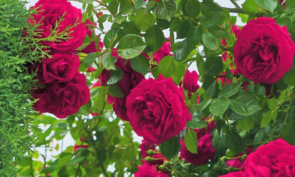 Роза флорибунда 'Feuerland' фото саженцев