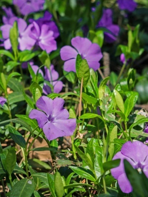 Барвинок малый 'Atropurpurea'