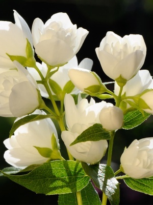 Чубушник венечный 'Snowbelle'