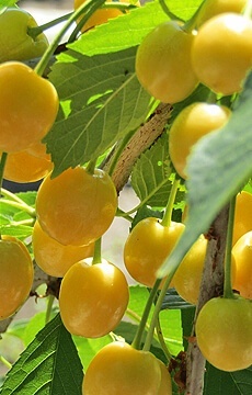 Черешня 'Дачница'