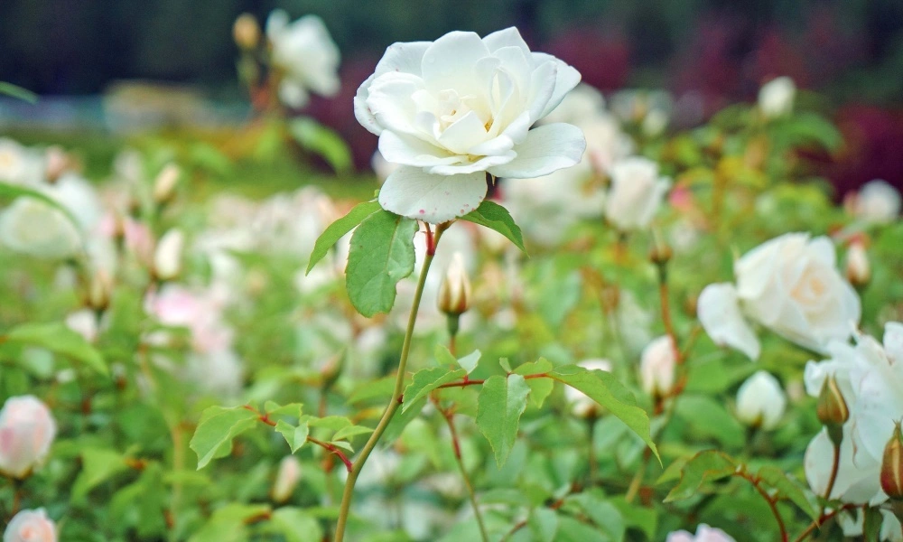 Роза парковая 'Schneewittchen' фото саженцев