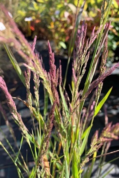 Просо прутьевидное 'Dallas Blues'