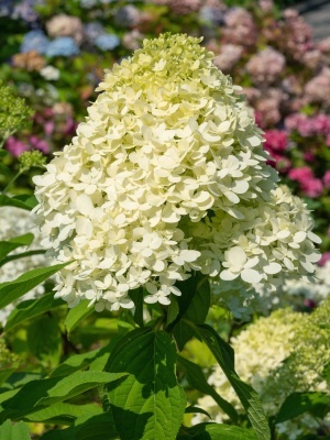 Гортензия метельчатая 'Grandiflora'