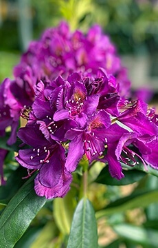 Рододендрон гибридный 'Blaue Jungs'
