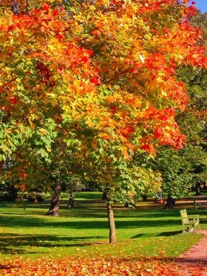 Клен красный