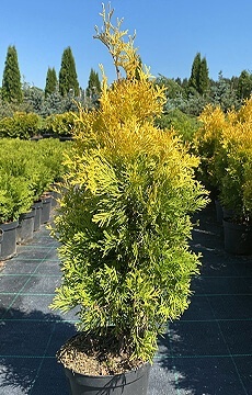 Туя западная 'Jantar'