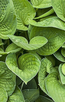 Хоста 'Eye Catcher'