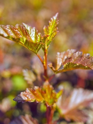 Пузыреплодник калинолистный 'Schuch'