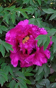 Пион Ито-гибрид 'Morning Lilac'