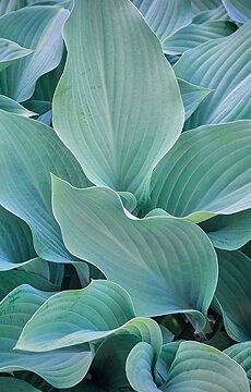 Хоста 'Smoke Signals'