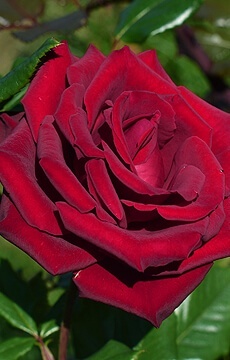 Роза чайно-гибридная 'Grand Gala'