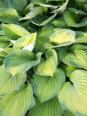 Хоста 'Guacamole'