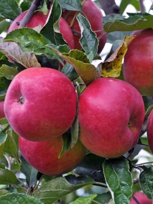 Яблоня 'Звездочка'