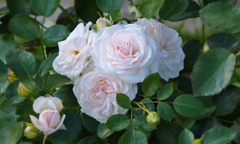 Роза почвопокровная 'Aspirin Rose' - саженцы из питомника Алексеевская Дубрава