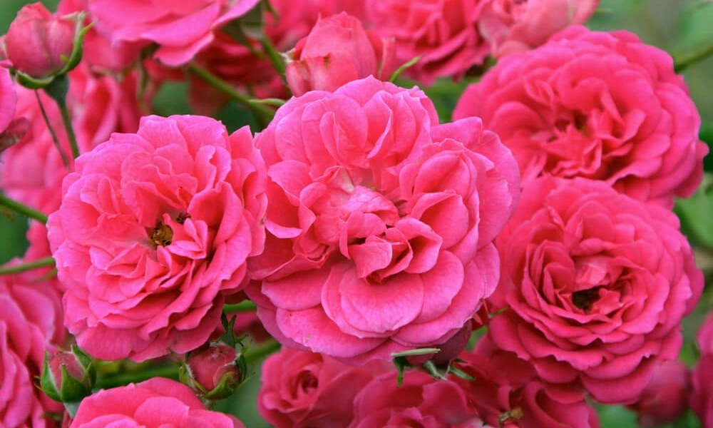 Роза плетистая 'Laguna' фото саженцев