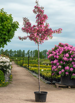 Яблоня декоративная 'Mokum'