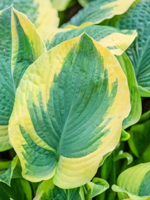 Хоста 'Frances Williams'