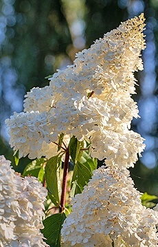 Гортензия метельчатая 'Polar Bear'