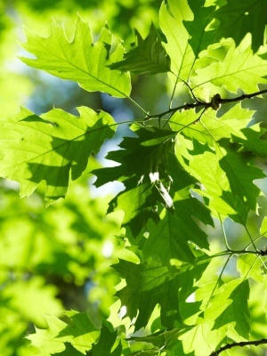 Дуб красный