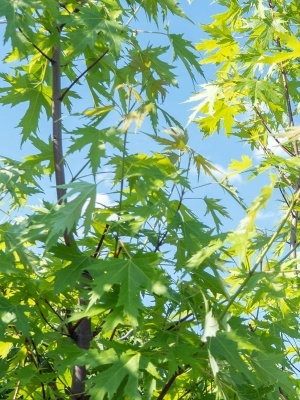 Клен серебристый 'Laciniatum Wieri'