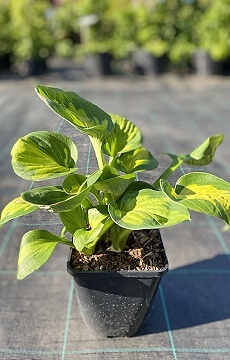 Хоста 'Pocketful of Sunshine'