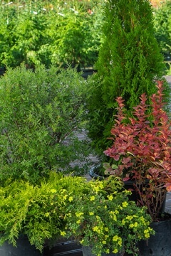 Хвойная композиция со спиреей