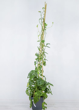 Монстера 'Monkey Mask'