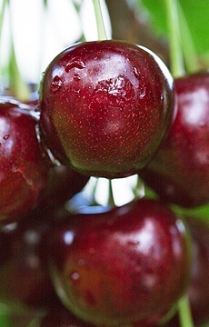 Черешня 'Крупноплодная'