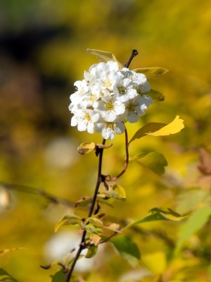 Спирея Вангутта 'Gold Fountain'