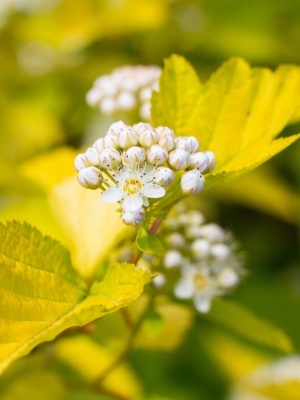 Пузыреплодник калинолистный 'Luteus'