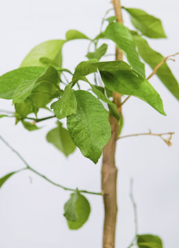 Цитрофортунелла Красный лайм