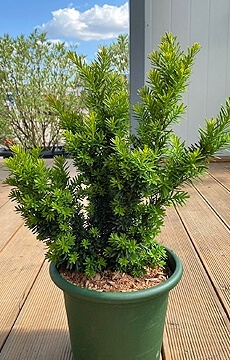 Тис остроконечный 'Nana'