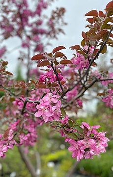 Яблоня декоративная Недзвецкого №04 Ниваки