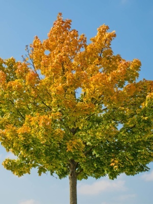 Клен остролистный 'Globosum'