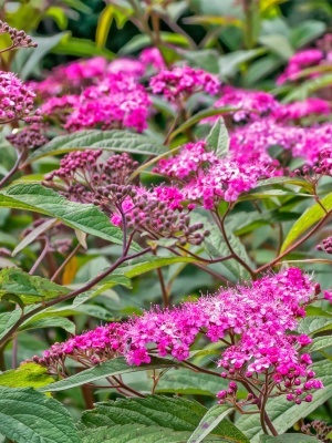 Спирея японская 'Froebelli'
