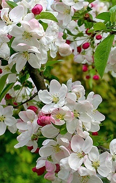 Яблоня декоративная 'Professor Sprenger'