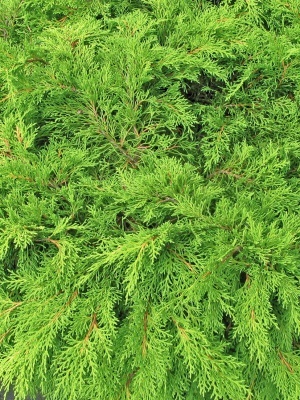 Микробиота перекрестнопарная