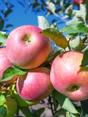 Яблоня 'Орлик'